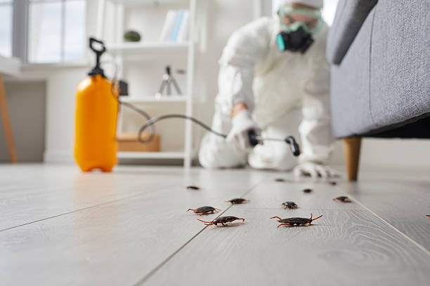 Commercial Rodent Management in White Cloud